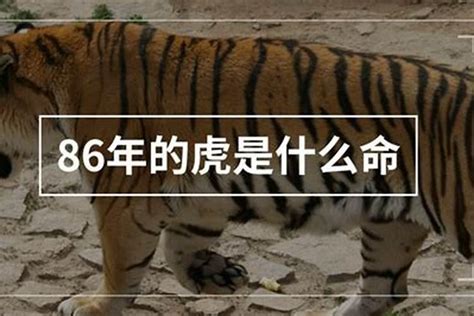 1986 丙寅|1986年属虎是什么命 1986年属虎的是什么命